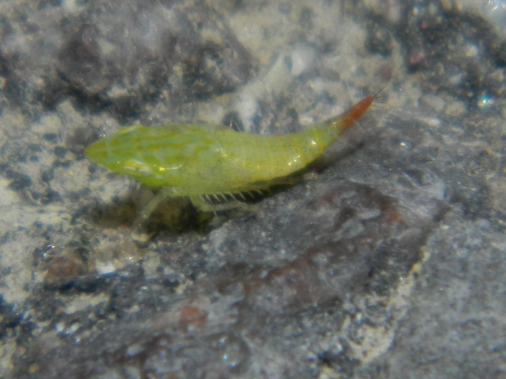 Larva?...Quale?